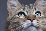 cat,dog and animal