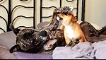 Ozzy and Lemmy's Doggy Adventures