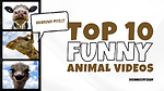 You'll Regret Skipping Watching This Video | Viral Animals