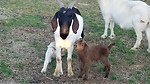 Goats and goat management