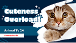 Animal TV24