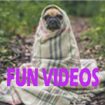 The best fun videos & comedy