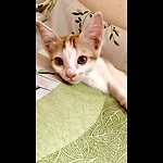 Cat Lovers