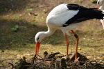 Animals & Birds Videos