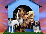 Pets House 24