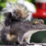 Lord Crocosquirrel