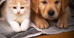 Learn how to raise dogs and cats