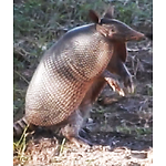 Squeaky Armadillo