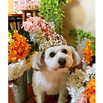 All the cute pets