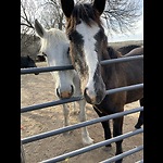 Gila Valley Percherons