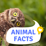 Facts about animals.