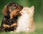 cute cats and dogs