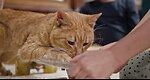 Cats and Dog Laver 007