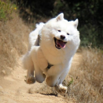 Funny pets