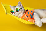 Funny cats and  dogs moment