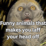 funny animals