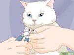 Cats 101 : Basic Cat Training Tips