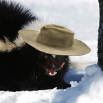 Polecat in a Poke