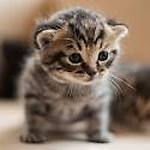 Funny cats