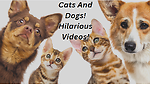 Funniest Videos Cats And Dogs E1