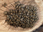 January's Bee Rescue