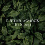 Nature Sounds