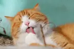 Funny cat video