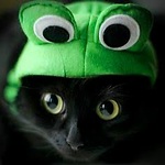 Funny Animals