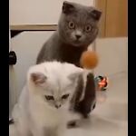 Funny videos of Cute animals and kids