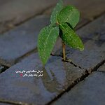 زندگی بختیاری
