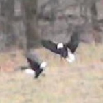 Pintura Springs Trail Cam