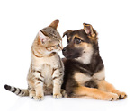 Funny.animaux all kinds of video