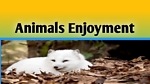 Animals Enjoyment