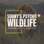 SUNNY PSYCO WILDLIFE