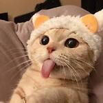 Cute&Funny
