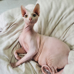 The daily life of the Sphinx hairless cat