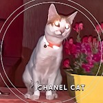 Funny Videos of chanel cat