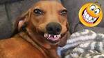 HappyDogzs