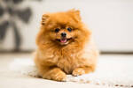 CutePomeranian