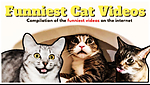 “Funny Pets World | 2 New Funny Animal Videos Every Day”