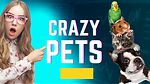 Funny Pets Channel