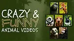 TrendingThrillsTV
