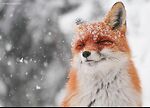 Hidden Wildlife