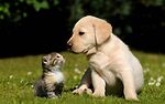 Cat and dog amazing video