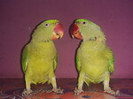 Parrots Studio