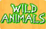 Animals videos