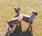 Trudy's Schnauzers