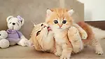 Funny Animal video