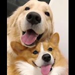 Cute Dogs