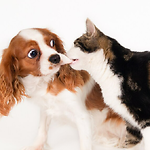 Why You Should Have Cat And Dog